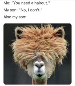 Caption Me: "You need a haircut." My son: "No I don't." Also my son: Closeup photo of an alpaca's face; the face itself has short hair but he sports a long mop of unkempt hair across the rest of his head, so long it covers his eyes, and through which the tips of his years peek out from among the mess.