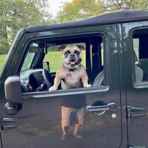 Photo of a bulldog in a car, standing with his front feet at the bottom of the window opening; you can see the dog from the waist up. Below, on the shiny side of the door, is the reflection of a man from the waist down.