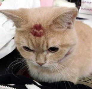 Sweet closeup photo of a soft tan cat on someone's lap looking downward and relaxed, with a dark red lipstick kiss on top of his head.