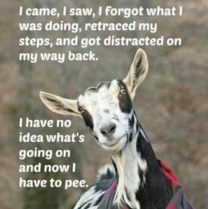 Photo of a black and white goat looking at the camera, head tipped to his right. Text: I came, I saw, I forgot what I was doing, retraced my steps, and got distracted on my way back. I have no idea what's going on and now I have to pee.