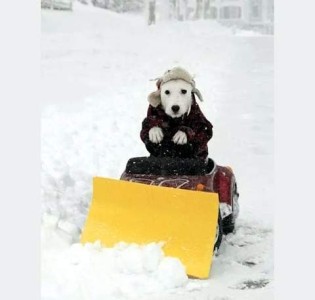 Photo of a white dog wearing a flannel coat and hat with ear flaps, sitting on a little red tractor that is outfitted with a snow plow, his front paws on the steering wheel. There is deep snow everywhere except directly around him, where it looks to have been plowed.