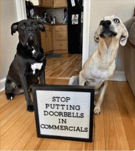 A large black dog with a white patch on his chest and a light tan dog with striking blue eyes are sitting behind a sign that says, "Stop putting doorbells in commercials."