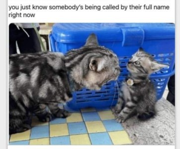 Photo of a silver and white cat crouched down, head stretched to the front to get in the face of a similar looking little kitten. The kitten is leaning back away from the other cat with ears back and wide eyes. Caption: You just know somebody's being called by their full name right now.