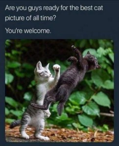 Photo of a gray cat and a black cat. The black cat looks like he's flying through the air, half on his back, head turned to his left. The gray cat is on his hind legs, his left front paw up in the air, as if he had just punched the black cat. Caption: Are you guys ready for the best cat picture of all time? You're welcome.