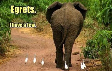 Photo of an elephant walking away from the camera on a dirt road, being followed by a half-dozen leggy white birds. Caption: Egrets. I have a few,