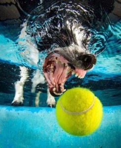 Underwater closeup photograph of a black and white dog going after a yellow tennis ball; his eyes are closed, mouth open, tongue pulled back, teeth showing, and the water is disturbed all around his face.