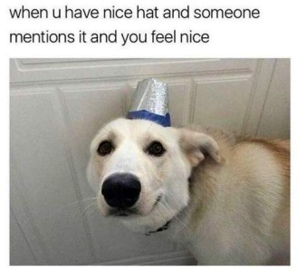 Photo of a cream-and tan colored dog looking at the camera wearing a hat that looks like a paper cup with foil over it, and blue around the rim. Caption: When u have nice and someone mentions it and you feel nice.