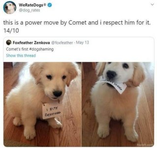Screenshot of a post by We Rate Dogs, with the comment, 'This is a power move by Comet and I respect him for it. 14/10 The original post, from Foxfeather Zenkova, says, "Comet's first dogshaming." 2 photos of golden retriever puppy Comet with a shaming sign; in the first the sign, which says, "I bite everything" is hanging around his neck. In the second, he has the sign in his mouth.