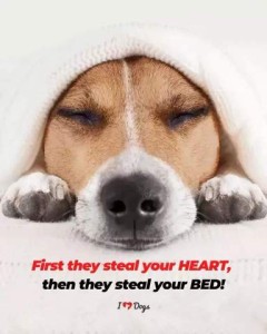 Face shot of a beagle-type dog with a sweater over his head; he is sleeping, his face looking straight on between his front paws. Caption: First they steal your heart, then they steal your bed.