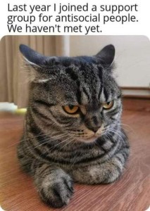 Gray tabby cat laying on the floor, looking off to his left side contemplatively. Caption: Last year I joined a support group for antisocial people. We haven't met yet.