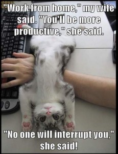 Photo of an arm laying across a desk, hand on a computer keyboard, cat on its back draped across the arm. Caption: "Work from home," my wife said. "You'll be more productive," she said. "No one will interrupt you," she said!