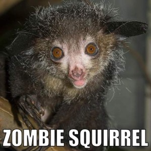 Closeup photo of a little pointy-nosed wide-eyed nocturnal animal of some kind, with large bald ears sticking out to the side, and mouth open; it is covered it unkempt white-tipped brown hairs, and has long toes with sharp little nails. Caption: Zombie squirrel