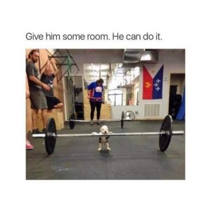Photo taken in a gym, several guys are standing around there are some sets of weights there. 2 of the guys are looking down at a tiny puppy standing on his hind legs, fromt paws on a HUGE set of weights. One guy is telling the other, "Give him some room. He can do it."