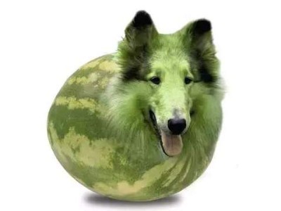 Just a photo of a collie head on the front of a watermelon - the entire thing is in shades of green.