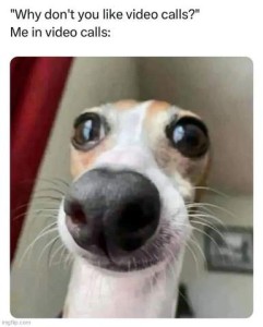 Text: "Why don't you take video calls?" Me in video calls: Closeup photo of a whippet-type dog, ears back, eyes look huge, nose looks even bigger. Caption: