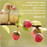 Look at the birds of the air, for they neither sow nor reap nor gather into barns; yet your heavenly Father feeds them. Are you not of more value than they? Matthew 6:26