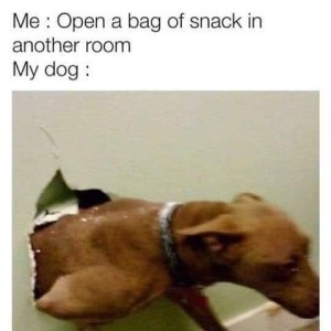Me: Open a bag of snack in another room. My dog: photo of a brown dog busting through a wall