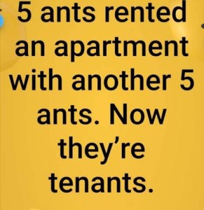 Text only: 5 ants rented an apartment with another 5 ants. Now they're tenants.