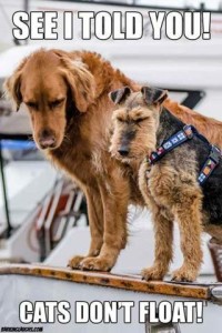Photo of a golden retriever and a terrier standing on the side of a boat, looking down into the water. Caption: See I told you! Cats don't float!