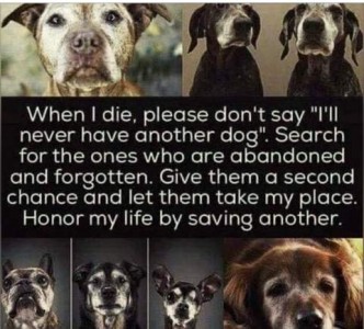 A collage of photos of 7 elderly, grizzled, white-faced dogs with sweet faces; in the middle of the collage are the words, "When I die, please don't say "I'll never have another dog." Search for the ones who are abandoned and forgotten. Give them a second chance and let them take my place. Honor my life by saving another."