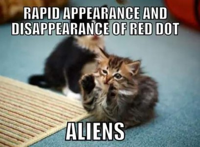 photo of a fluffy gray tabby kitten crouched on the floor with his front paws reaching up into the air. There is a black and white kitten behind him. Caption: Rapid appearance and disappearance of red dot. Aliens.