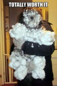Photo of a fluffy dog being held to face the camera by someone behind him; the fluff is 100% packed with snow, totally covered with snowballs and snow mats including his face. Caption: Totally worth it.