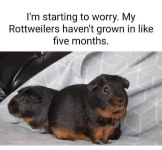 Photo of 2 short-haired guinea pigs, both black with tan markings on faces, chests, and feet. Caption: I'm starting to worry. My rottweilers haven't grown in like five months.