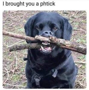 Photo of a black lab with a mouthful of branches, his lip and nose pushed up by them. He is sitting and looking up at the camera. Caption: I brought you a phtick