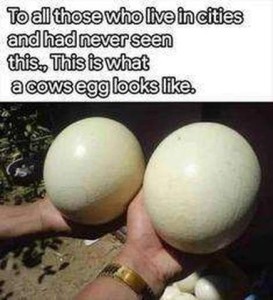 photo of two hands, each holding a massive egg. Caption: To all those who live in cities and had never seen this. This is what a cows egg looks like.