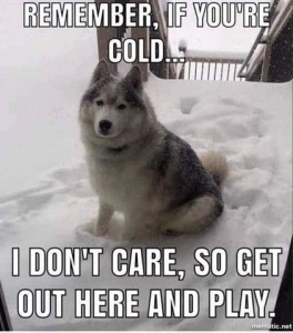 A gray and white husky-type dog sitting in the snow on a deck. Caption: Remember, if you're cold... I don't care, so get out here and play.