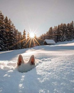 Photo of the sun shining right at the top of a ridge of snowy evergreen trees in the background; there is a small barn to the fore of the trees, then an expanse of sparkly, powdery snow. In the foreground is the forehead and the pointed ears of a white dog sticking out above the snow.