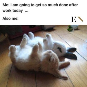 Me: I am going to get so much done after work today... Also me: Photo of A little tan bunny and a little while bunny with black markings are laying on their backs, feet sticking up over them, eyes closed.