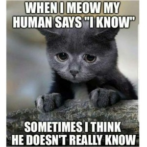 Face shot of a little gray kitten with very sad eyes. Caption: When I meow my human says, "I know." Sometimes I think he doesn't really know.