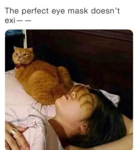 Photo of someone sleeping in her back; there is a ginger tabby cat laying on her pillow at a perpendicular angle to her head, the cat's tail laying across her eyes. Caption; The perfect eye mask doesn't exi - -