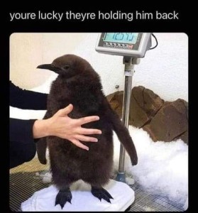 Photo of a black penguin standing on a scale as a human has a hand on his chest and one on his back to keep him still. Caption: "You're lucky they're holding him back."
