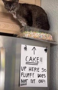 Photo of a dark tabby cat sitting on a covered cake on top of a refrigerator. The refrigerator has a big sign on it with an arrow pointing up. The sign says, "CAKE!! Up here so Fluffy does not sit on!!"