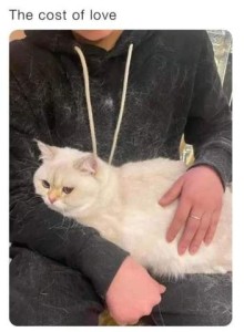 Photo of a young man wearing black pants and a black hoodie; he has a light-colored cat on his lap, and his clothing is covered with light-colored cat hair; the title is The Cost of Love