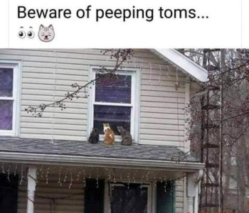 Photo of a light-colored farmhouse. Sitting on the porch overhang and looking into a 2nd-floor window are 3 cats. Caption: Beware of peeping toms.