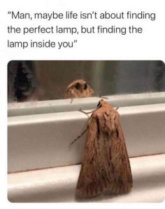 Photo of a moth looking steadily at himself in a mirror, with the words, "Man, maybe life isn't about finding the perfect lamp, but finding the lamp inside you."