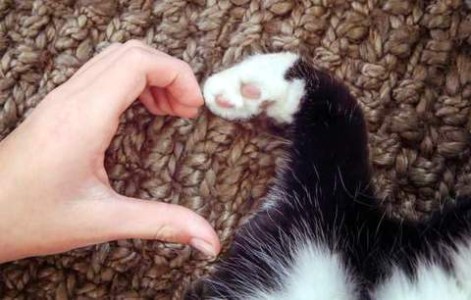 Photo of a black and white cat's arm and paw curved to form the right side of a heart, with a human's hand forming the left side of the heart.