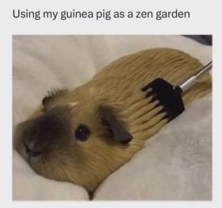 An adorable little light brown guinea pig on a towel; someone is combing him with a tiny little rake. Caption: Using my guinea pig as a zen garden.