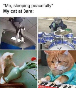 "Me, sleeping peacefully" My cat at 3 a.m. 4 cat photos: one is falling through the ceiling; one is playing the drums; one is knocking over a vase; one is playing a piano.