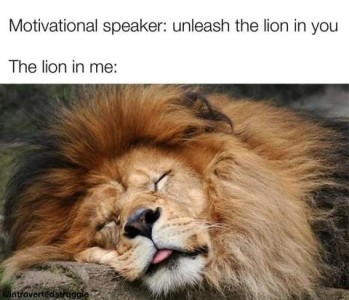 Motivational speaker: "Unleash the lion in you" The lion in me: closeup photo of a lion's sleeping face.