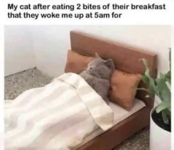 Photo of a gray cat laying on his back in a little replica of a human bed, sleeping with his head on the pillow, covered with a sheet. Caption: My cat after eating 2 bites of their breakfast that whey woke up at a 5 a.m. for