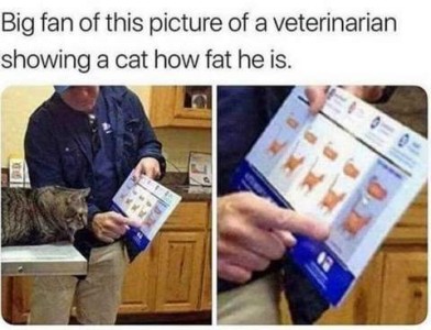 Photo of a man pointing to something on a pamphlet in front of a cat, who is watching him. Caption: Big fan of this picture of a veterinarian showing a cat how fat he is.