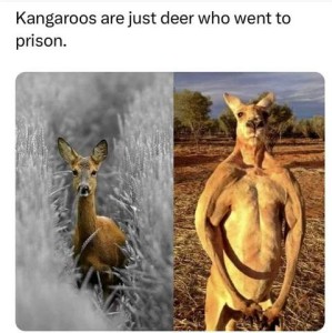 Side by side photos; on the left is a slender graceful deer; on the right is a muscular tough kangaroo. Caption: Kangaroos are just deer who went to prison.