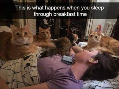 This is what happens when you sleep through breakfast time. Photo of someone asleep in bed with a group of cats laying all around her.