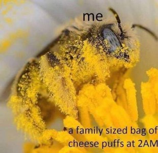 Closeup photo of a fuzzy bee covered in yellow pollen labeled "Me", standing on some yellow flower petals also coated with the yellow dust, labeled, "A family sized bag of cheese puffs at 2 a.m."