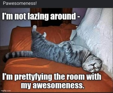 Photo of a cat that looks like a blue-tinged gray tabby laying on his back on a davenport, his head is back and to the right to face the camera. Caption: I'm not lazing around - I'm prettyfying the room with my awesomeness.