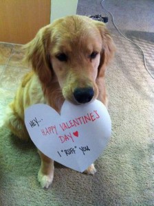 Photo of a golden retriever sitting on a gray carpet, looking down at the floor as he holds a heart cutout paper on which is written, Hey...Happy Valentine's Day...I "ruff" you